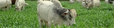 gado-pasto-01
