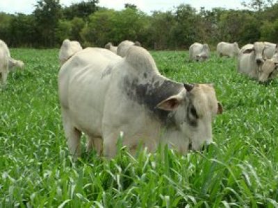 gado-pasto-01