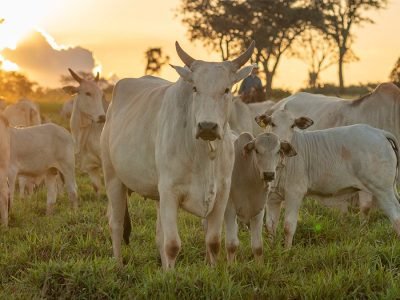 Gado - Foto: Divulgação