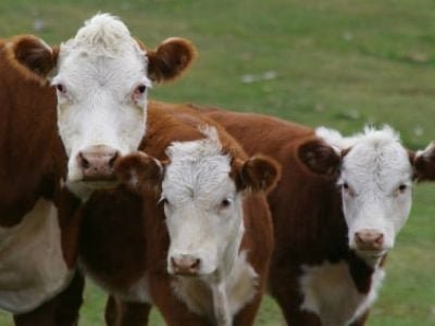 Gado - Créditos internet