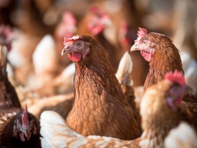 Granjas avícolas afetadas pelo surto de gripe aviária no Brasil