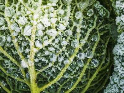 Geada - Foto: Divulgação