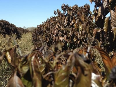 Geada Café - Crédito Eberton Carvalho