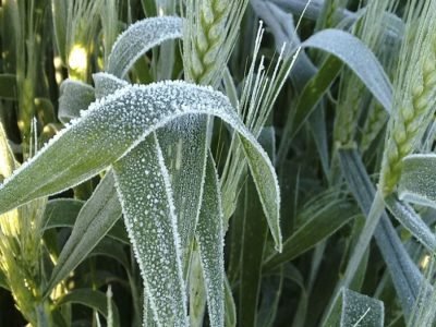 Geada Trigo - Crédito Divulgação