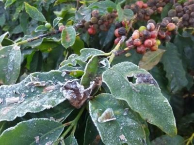 geada-nos-cafezais2-1022x500-1