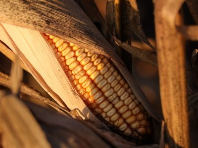 getap-inverno-recorde-900-inscricoes-getap-sorgo-2025