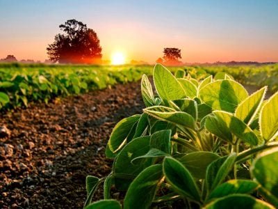 Soja - Créditos: shurtterstock