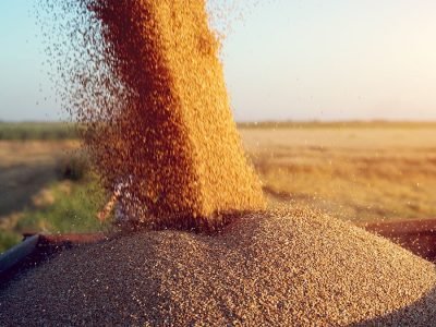 Soja - Créditos: shurtterstock