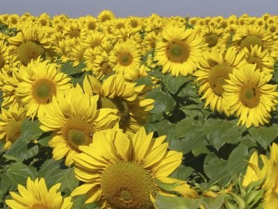 Girassol - Crédito: Gilberto Grando