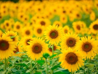 Girassol - Crédito Shutterstock