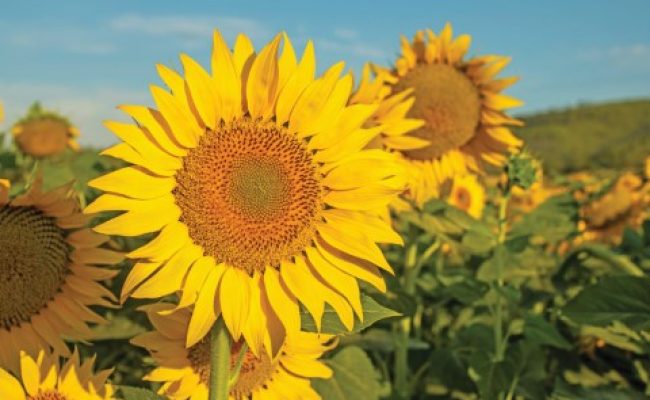 Campo de girassol em flor, representando o cultivo agrícola