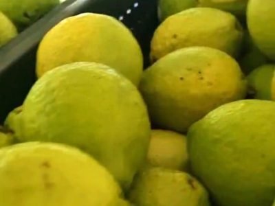 Fotos: Arquivo pessoal do produtor