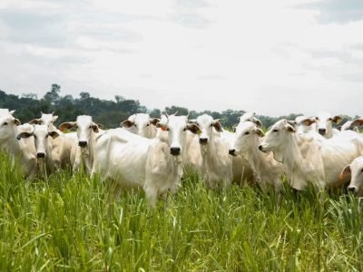 Com recorde na safra de sorgo, feijão e girassol, e ampliação da presença internacional na pecuária, Goiás se consolida como liderança nacional na agropecuária - Foto: Lucas Eugênio/Seapa