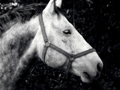 A grayscale shot of a beautiful horse in a field