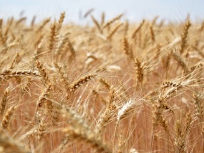 growing-wheat-wind-1-1-Telefone