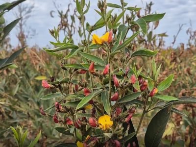 Grãos de guandu cozidos em diferentes estágios de maturação