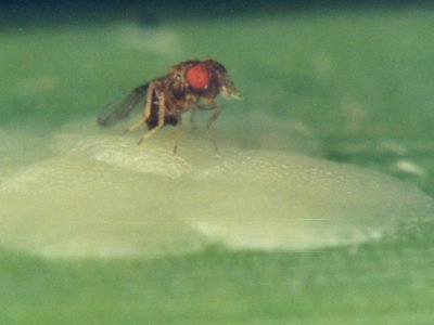 guia-identificacao-trichogramma