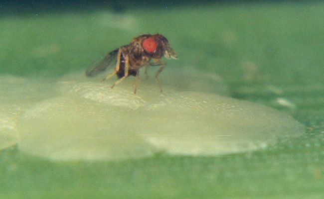 guia-identificacao-trichogramma