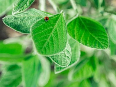 Ladybug,Sitting,On,A,Soybean,Leaf