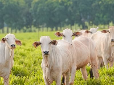 Bois são parte do Sistema de Integração-Lavoura-Pecuária-Floresta