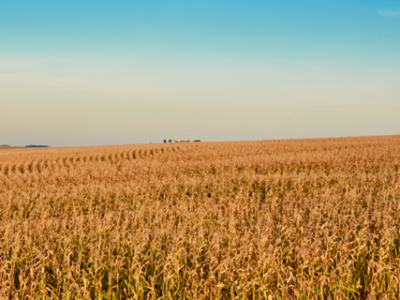 Milho - Foto Divulgação Basf