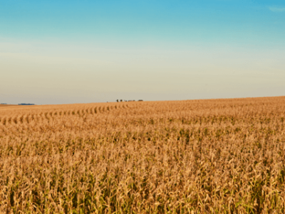 Milho - Foto Divulgação Basf