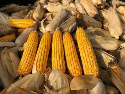 Milho - Crédito: Pioneer