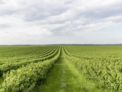 high-angle-farmland-view-Telefone