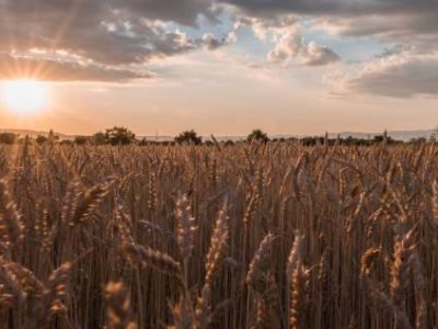 A horizontal shot of a wheat spike field at the time of sunset under the breathtaking clouds