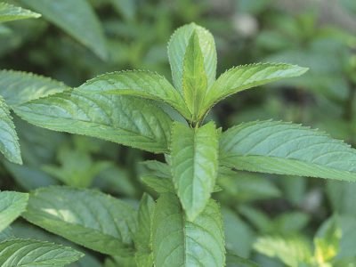 Hortelã-pimenta - Foto: Freepik