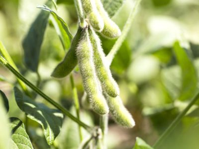 Soybeans in the pod - Brazil