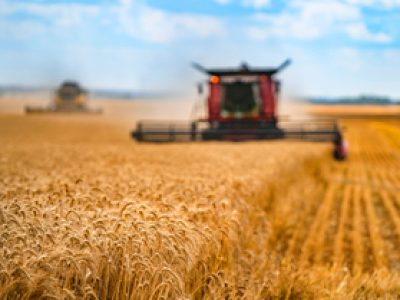 Corn in field closeup. Red grain harvesting combine in a sunny day in a blurred background . Yellow field with grain. Agricultural technic works in field.