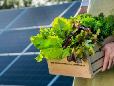 Farmer holds a box of salots and greenery against the background of solar power plant panels