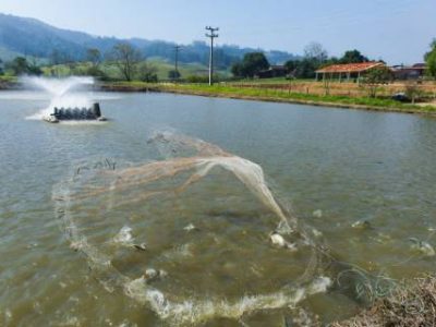 net fishing, freshwater fish, "tilapia", created in dams