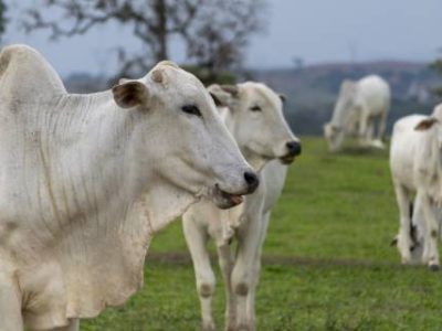 Nelore cattle in the pasture. cows and calf nelore. beef cattle