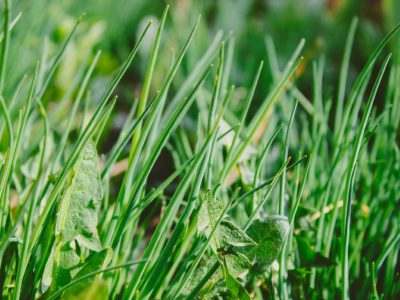 ilnur-kalimullin-gPy7RcnxOy8-unsplash (Médio)