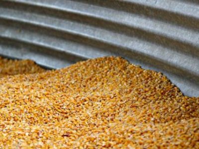 imagem-milho--002- (Telefone)