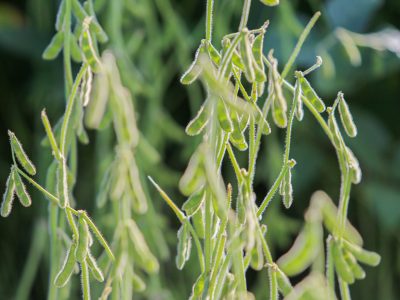 Soja - Foto: Divulgação