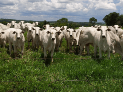 Bois em fazenda