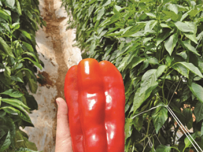 imagem_2022-06-08_152813127