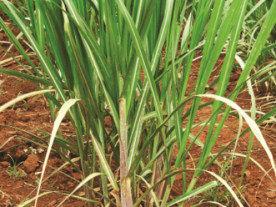 imagem_2022-06-13_095559323