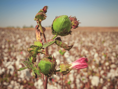 imagem_2022-06-13_101400346