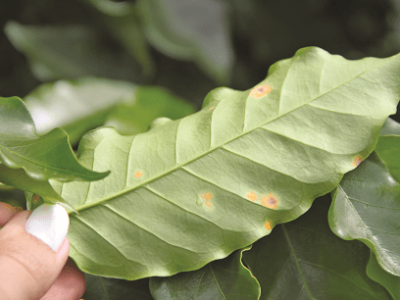 imagem_2022-06-13_110749137