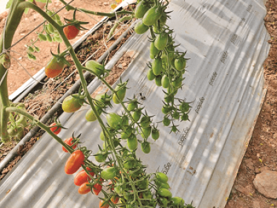 imagem_2022-06-13_115511987