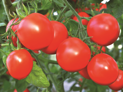 imagem_2022-06-13_115859293