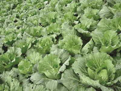 imagem_2022-06-13_120621371