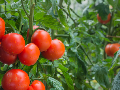 imagem_2022-06-15_143159407