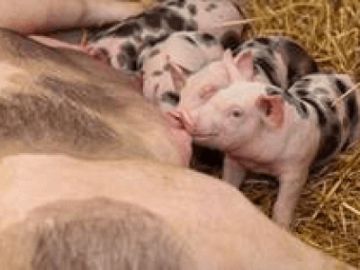 imagem_2022-06-28_120550114