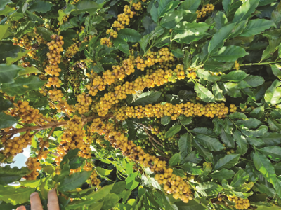 imagem_2022-06-29_135650646