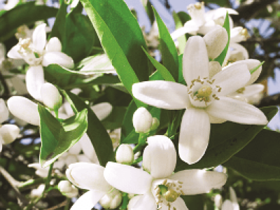 imagem_2022-06-30_140748626